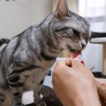 猫ちゃんだけどお返事は「わん！」