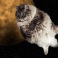 スペースキャットとは～猫と宇宙のコラボレーション～