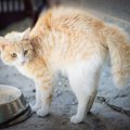 猫の毛が逆立っている時に飼い主がしてはいけないNG行為３つ