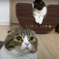 爪とぎが使えなくてしょんぼりしちゃう猫ちゃん