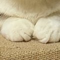 ふと視線を感じて振り向いたら、猫の『表情』が…思わず笑う『まさかの光景…