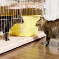 若者にやられっぱなしの『おじさん猫』→逆襲を企てて…まさかの『最終…