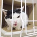 外に放り出されたところを保護された猫→お家に迎えて３年が経過すると…