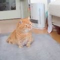 猫のお留守番を"隠し撮り"してみた結果…まさかの『おっさん…