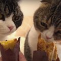 焼き芋大好きなパパ猫さんに遠慮しちゃう息子猫くん！