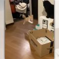 ダンボールに大ジャンプ！猫ちゃん入れ食いのダンボールが微笑ましい♪…