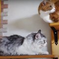 猫ズ困惑？！珍しくキャットウォークで寛ぐボス猫さん