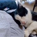 座っている妊婦さんの前に猫が現れて…お腹を見たときの『まさかの行動…