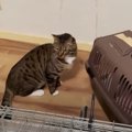 2匹の猫が20匹以上に…失業した飼い主と猫の行く末は？No.1