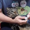 『やめて～！』目薬を嫌がる猫ちゃんの必死な抵抗…