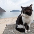 まるで猫版『寅さん』！？多くの人々に見守られながら、冒険を続ける…