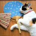 猫の『夏バテの症状』4つ　飼い主ができる対処法はあるの？