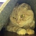 「突然お風呂に入れられた…」いじけてしまった猫さんが可愛すぎと話題♪