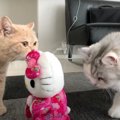 こいつ…動くぞ！喋るぬいぐるみに困惑しきりな猫ちゃんズ