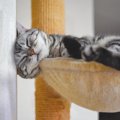 猫のことを『どんくさい』と感じる瞬間4選　日常に潜む愛おしい一面を…