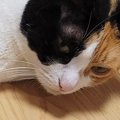 床に寝転がっていた『三毛猫』を見ると……『幻の生物にそっくり』な可愛す…