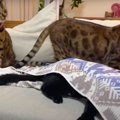 こんなところに！？可愛すぎる黒猫さん♪