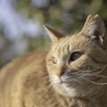 【ネコハカセ】『さくら猫』って何？耳カットの理由と目的