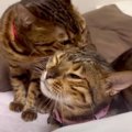 『ドキドキ…』飼い主さんの実家で緊張しながらも甘える猫ちゃん♡