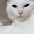 一緒に暮らす猫に『激しい毛づくろい』をされた猫…思わず笑ってしまう『ま…