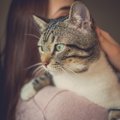 成猫から飼うことはできる？お迎えする時の心得