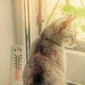 猫は暑がり？寒がり？夏に気を付けたい「室内の適温」