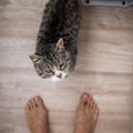 猫が飼い主の後を追いかけてくる理由５つ