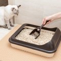 猫の『トイレが臭くなる』4つの原因　頭を悩ませるニオイの消臭対策も…