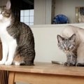 怪奇現象？猫ちゃんが見つめるその先には…