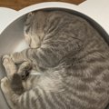 猫の寿命を延ばす『スーパーフード』5選