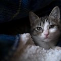 猫が『心の扉』を閉じてしまう3つの原因と対処法