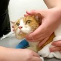 高齢化社会のペット問題…飼い主を亡くし残された猫たちVo.3