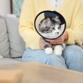 猫に『脱毛』がみられるときの原因6つ　病気の可能性や取るべき対処法も解説