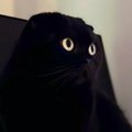 モニターの前にいる『黒猫』を見てみたら…画面から飛び出ているように見え…