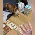 ビニール手袋をつけて『猫にちょっかい』をかけると…可愛すぎる反応に1万…