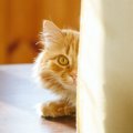 猫が寄ってこなくなる原因5つ　姿が見えないときは要注意