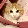 『優しい猫』の特徴３選！仕草や鳴き方に性格が表れているかも？