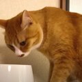 思い出して！食べたことがあるはずのウェットフードに警戒する猫ちゃん