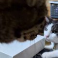 先輩猫に近づいた猫→『パンチ』が飛んできて…まるでコントのような『リア…