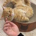 ベッドの上で『くつろいでいた猫』→眉間あたりを撫でられると…可愛す…