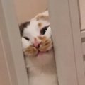 お風呂から出たい猫ちゃん→ドアの隙間から…必死な様子がかわいすぎる…