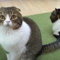 『くぁ〜、にゃお〜』上手にお返事できる親子猫さんたち♡