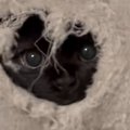 キャットタワーに『穴をあけた黒猫』→顔を覗かせて…かわいすぎる行動…