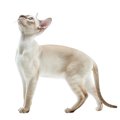 【獣医師監修】カラーポイント・ショートヘアーってどんな猫？特徴や性格…