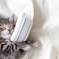 猫が思わず聞き入る『大好きな音』4選　心地よく感じる理由や活用法も解説