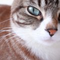 猫が「構わないで！」と思っている時の4つの仕草