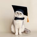 経営学修士号（MBA）を獲得した「非常に優秀な」猫…実は「おとり捜査員」…