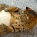 “ヘソ天”をしている猫たち→お腹にホタテの貝がらを乗せてみたら…『ま…