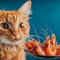 猫が絶対に食べてはいけない『危ない魚介類』3選　起こりうる健康トラブル…