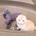 猫が『お風呂で犬が溺れている』と勘違いした結果…"助けを求めて…